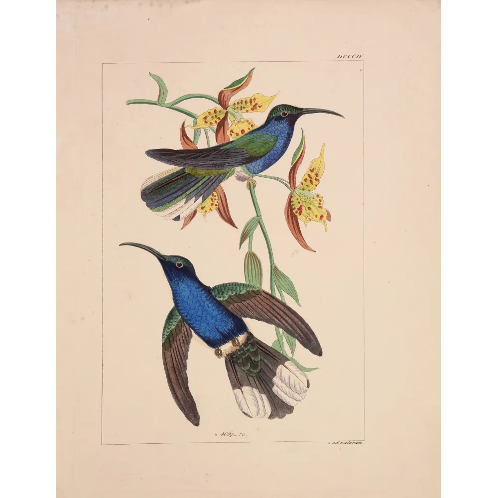 Cuvier’s Sabrewing – Reichenbach Antique Hummingbird Print