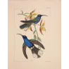 Cuvier’s Sabrewing (Campylopterus cuvierii) – Original Hand-Colored Engraving by Ludwig Reichenbach, Antique Print