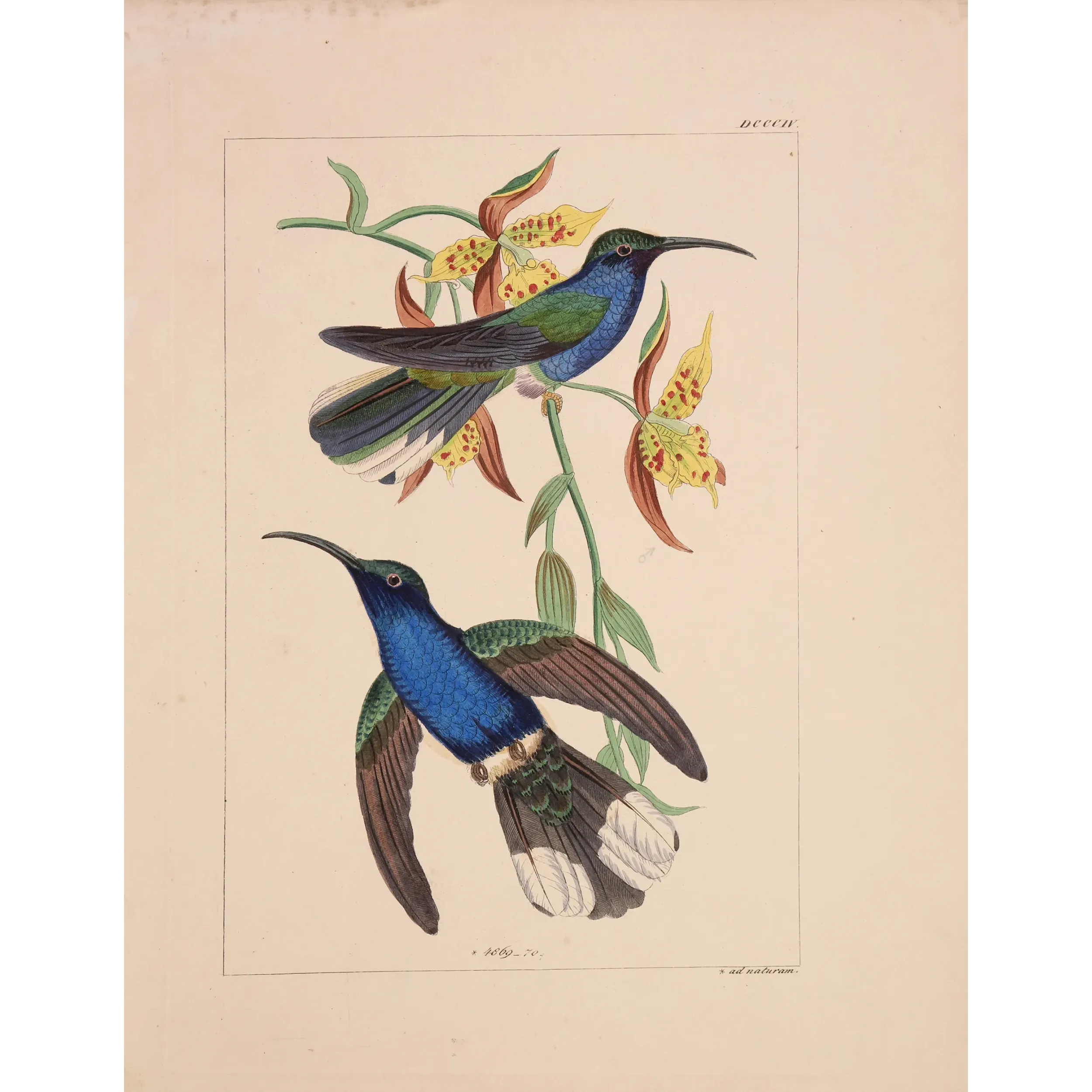 Cuvier’s Sabrewing – Reichenbach Antique Hummingbird Print
