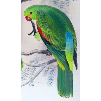 Red-winged Parrot by Roland Green – The Birds of Australia