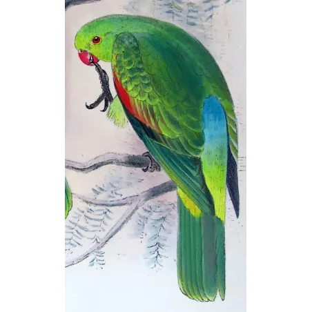 Red-winged Parrot by Roland Green – The Birds of Australia