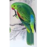 Red-winged Parrot (*Aprosmictus erythropterus*) – Original lithograph by Green, Mathews (1910–27)