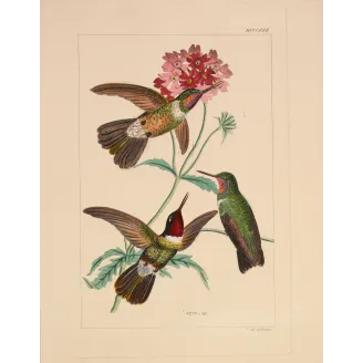 Original hand-colored engraving depicting Three Hummingbirds with Pink Blossoms