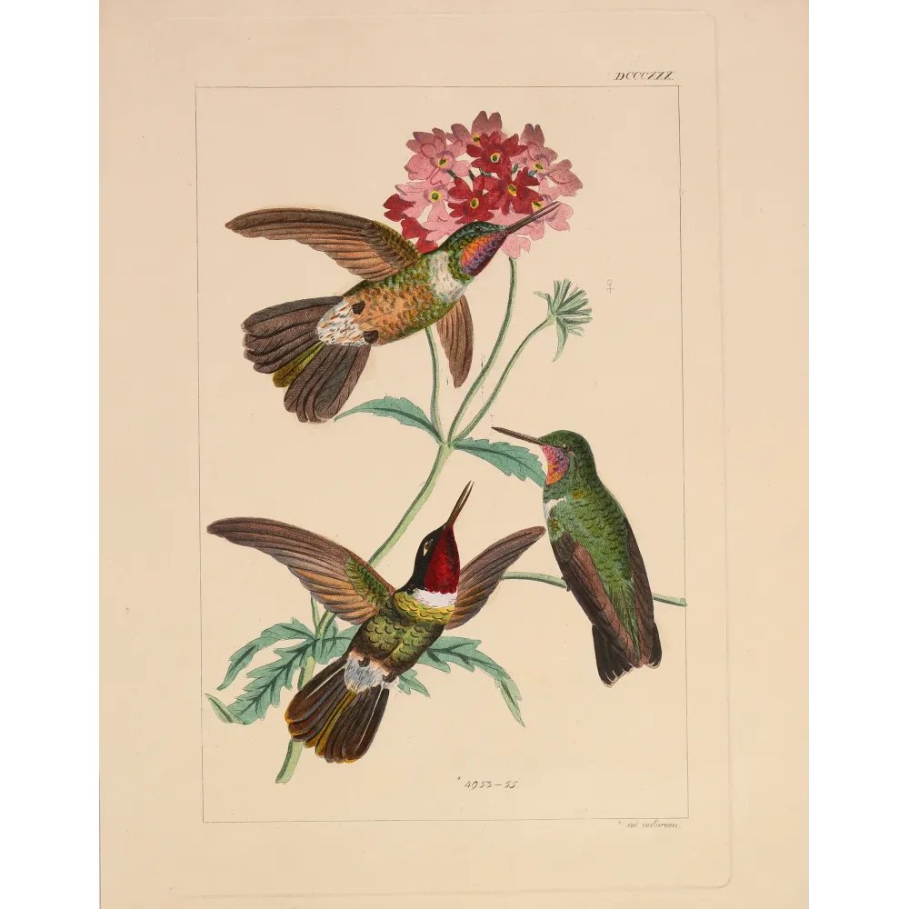 Original hand-colored engraving depicting Three Hummingbirds with Pink Blossoms