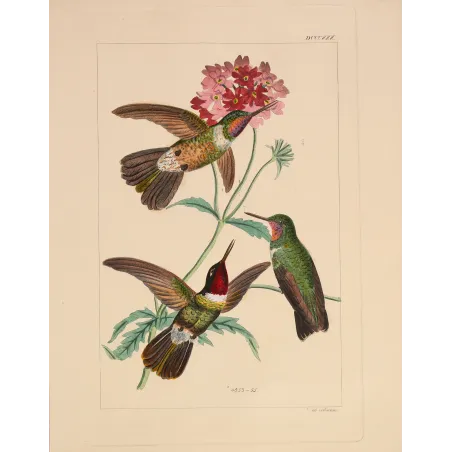 Original hand-colored engraving depicting Three Hummingbirds with Pink Blossoms
