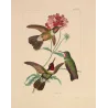 Original hand-colored engraving depicting Three Hummingbirds with Pink Blossoms