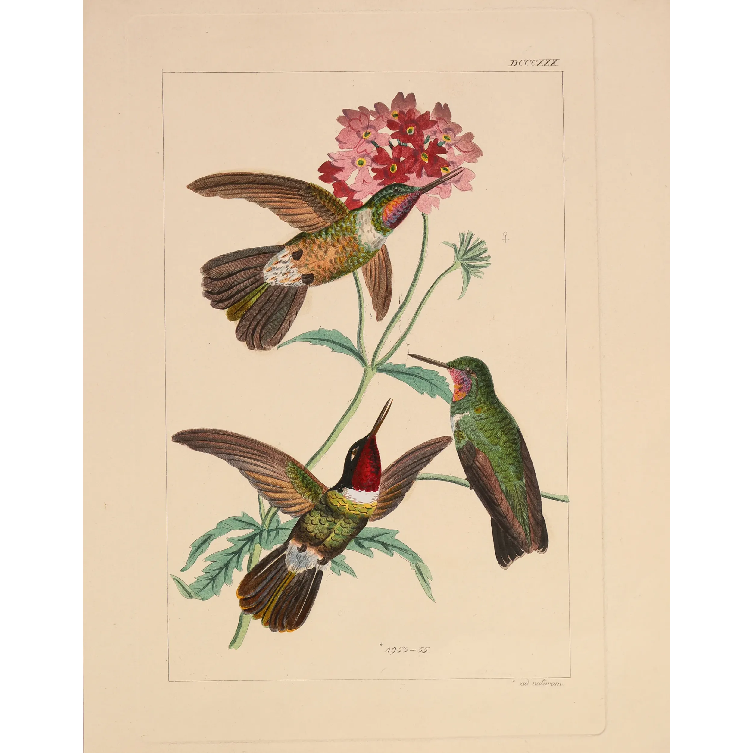 Original hand-colored engraving depicting Three Hummingbirds with Pink Blossoms