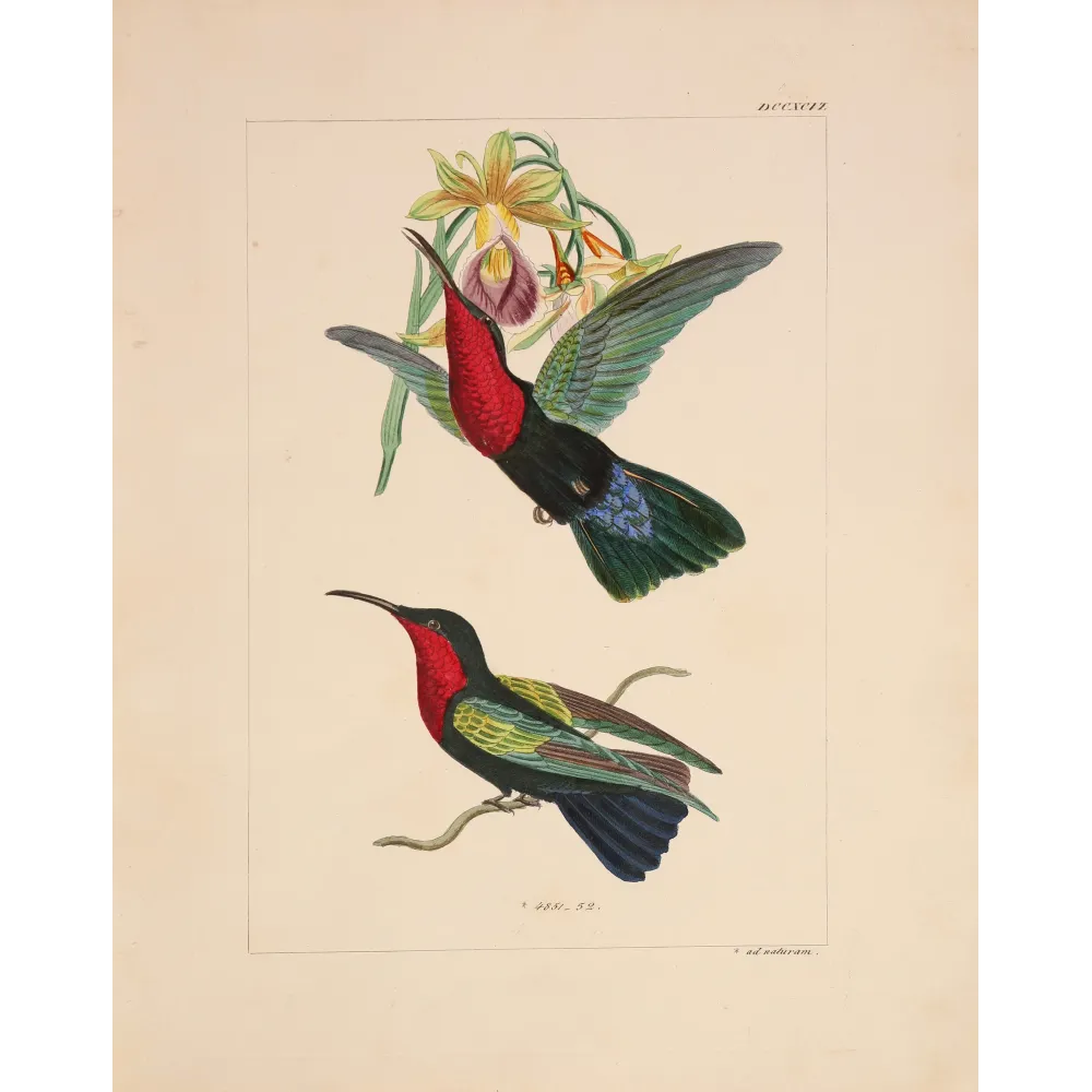 Original hand-colored engraving depicting Purple-throated Carib (Eulampis jugularis)