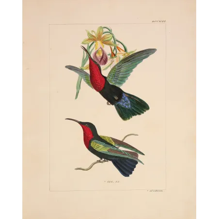 Original hand-colored engraving depicting Purple-throated Carib (Eulampis jugularis)