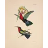 Original hand-colored engraving depicting Purple-throated Carib (Eulampis jugularis)