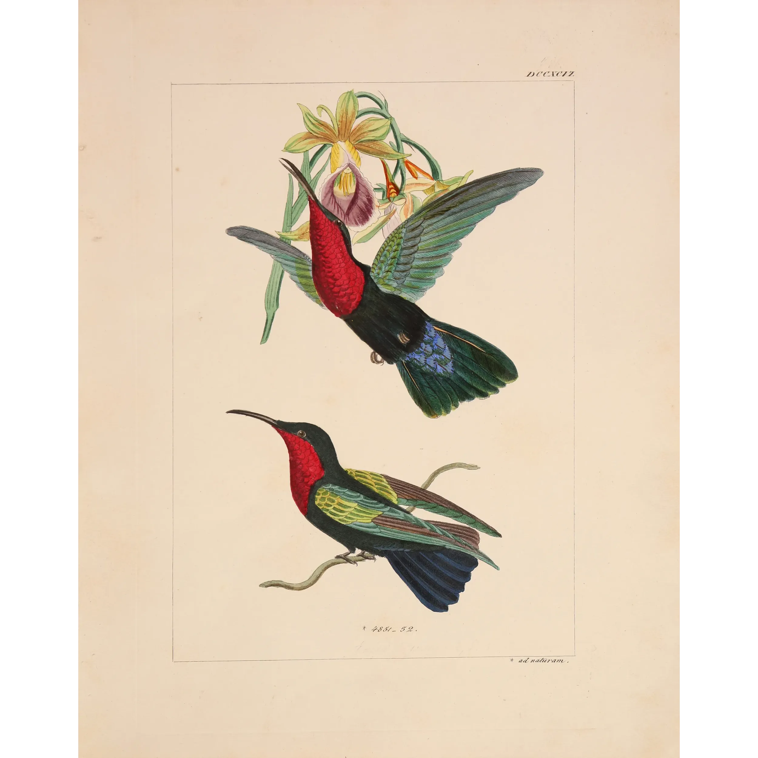 Original hand-colored engraving depicting Purple-throated Carib (Eulampis jugularis)
