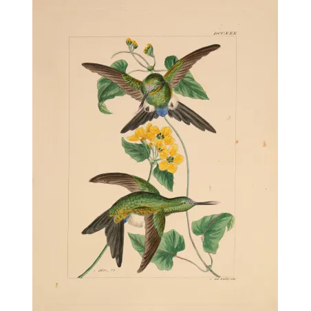Original hand-colored engraving depicting Lucian's Puffleg (Eriocnemis luciani)