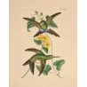 Original hand-colored engraving depicting Lucian's Puffleg (Eriocnemis luciani)