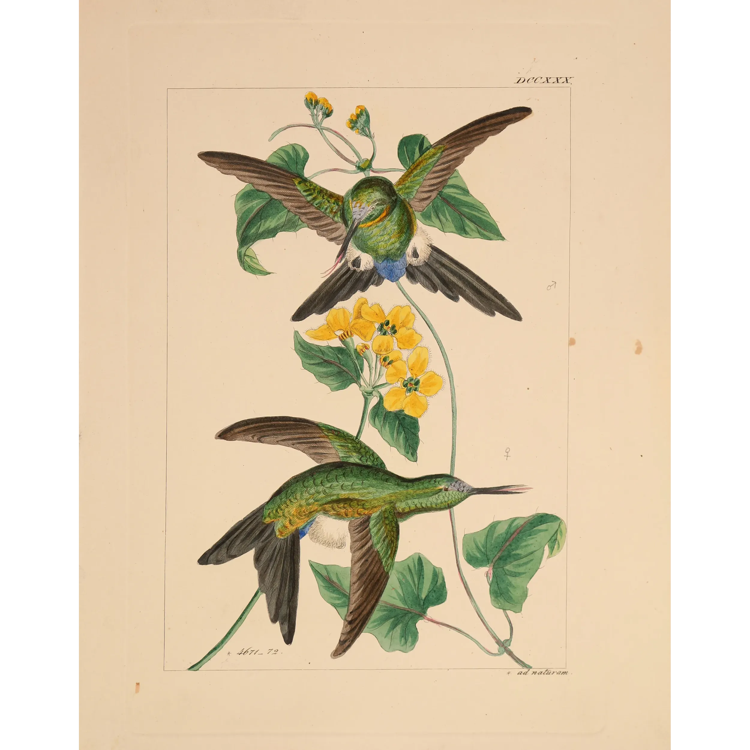 Original hand-colored engraving depicting Lucian's Puffleg (Eriocnemis luciani)