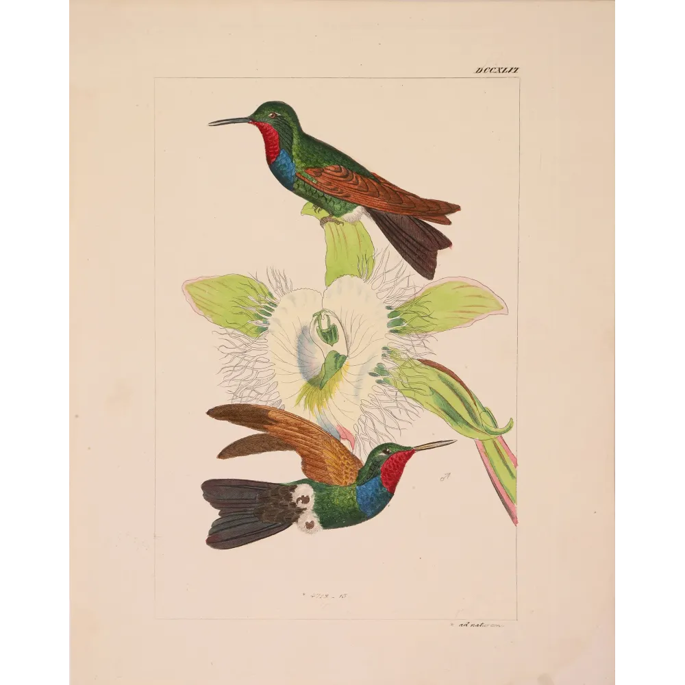 Original hand-colored engraving depicting Purple-throated Carib (Eulampis jugularis)