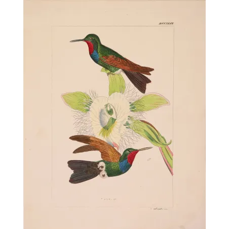 Original hand-colored engraving depicting Purple-throated Carib (Eulampis jugularis)