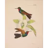 Original hand-colored engraving depicting Purple-throated Carib (Eulampis jugularis)