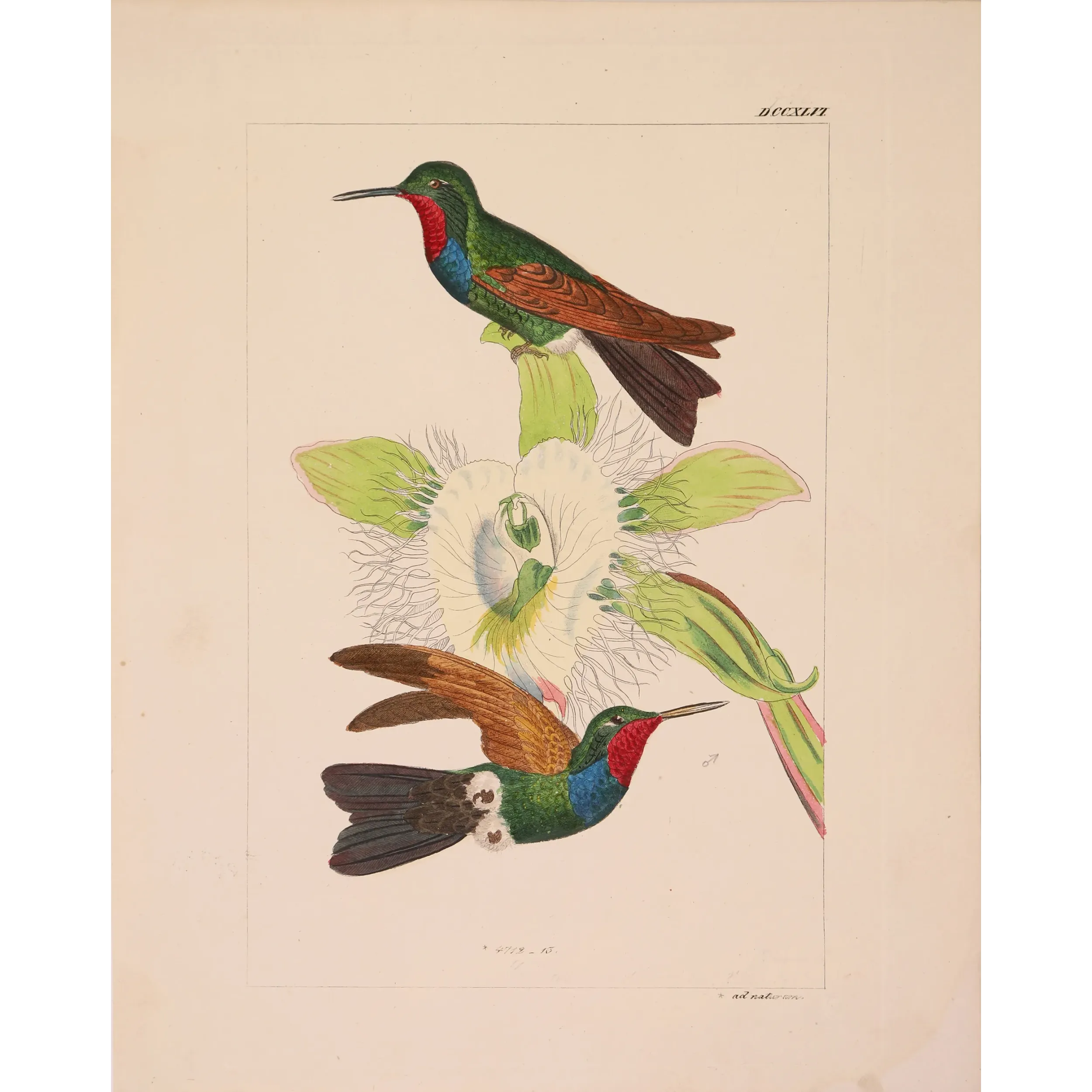Original hand-colored engraving depicting Purple-throated Carib (Eulampis jugularis)