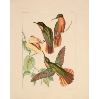 Jamaican Mango – Reichenbach Antique Hummingbird Engraving