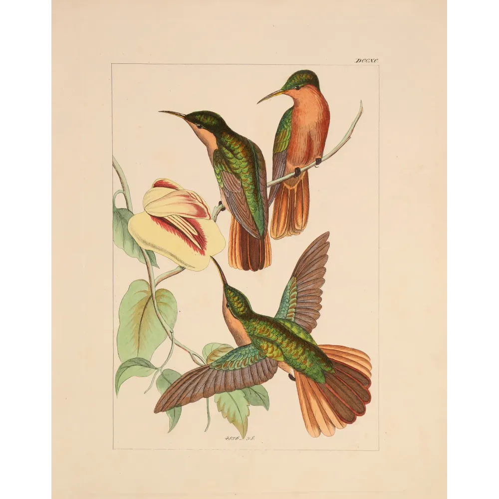 Jamaican Mango – Reichenbach Antique Hummingbird Engraving