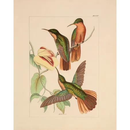 Jamaican Mango – Reichenbach Antique Hummingbird Engraving