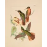 Jamaican Mango (Anthracothorax mango) – Original Hand-Colored Engraving by Ludwig Reichenbach, Antique Print