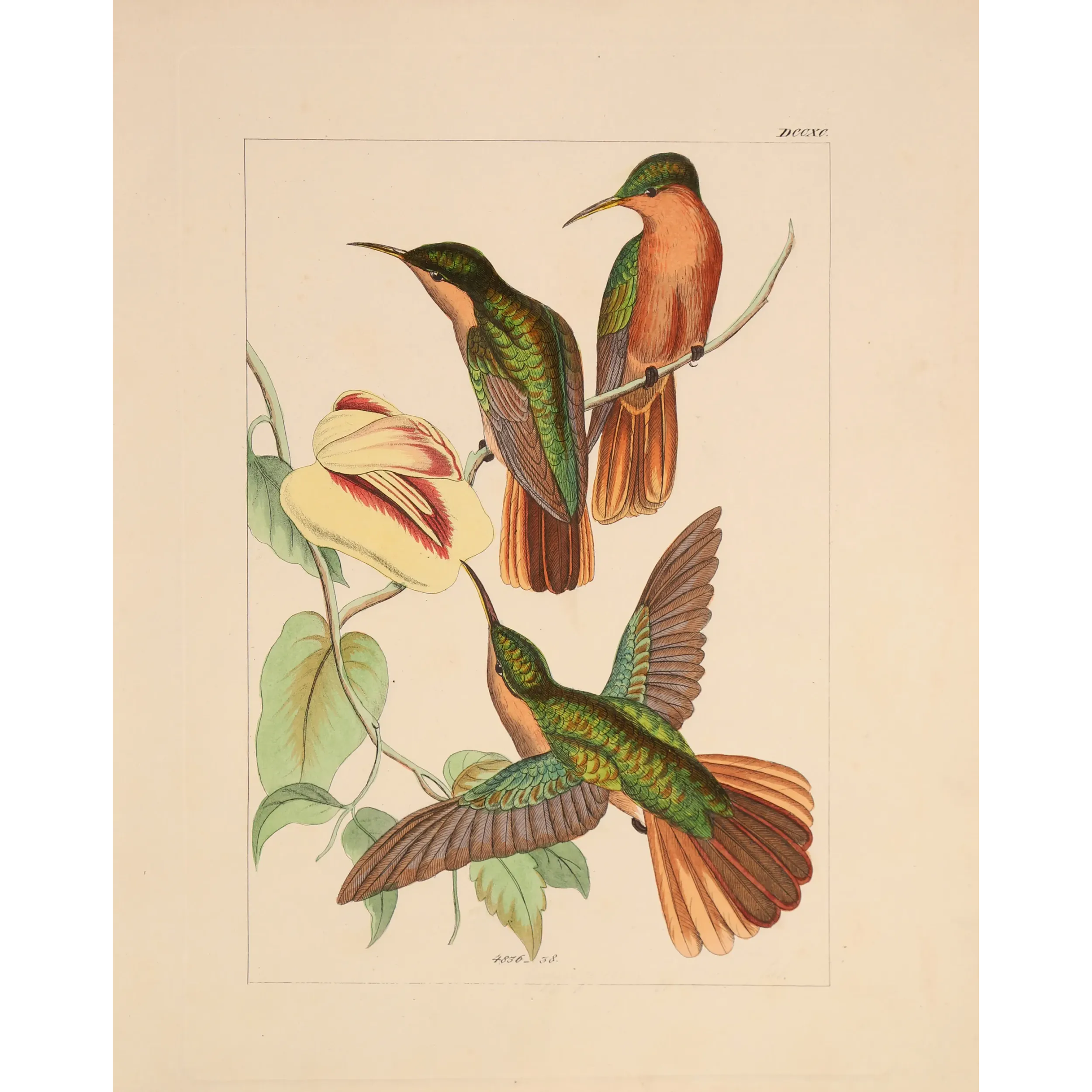 Jamaican Mango – Reichenbach Antique Hummingbird Engraving