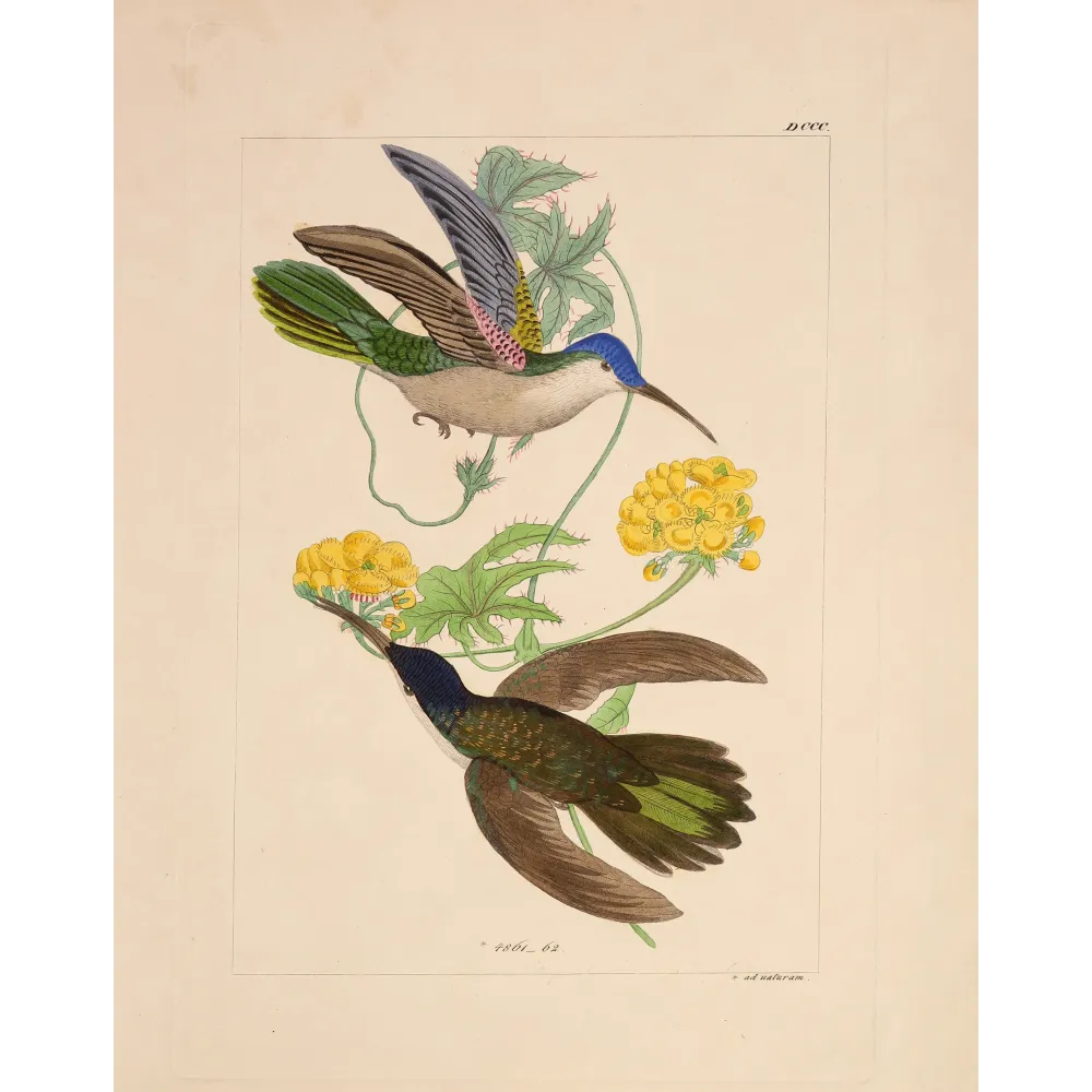 Blue-headed Sabrewing – Reichenbach Antique Hummingbird Engraving