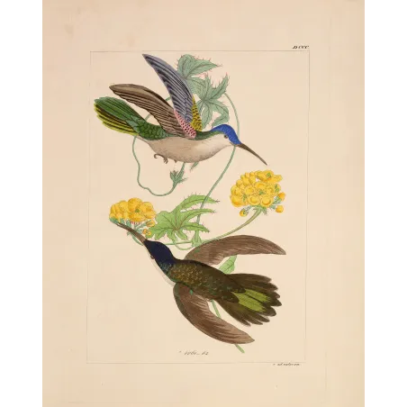 Blue-headed Sabrewing – Reichenbach Antique Hummingbird Engraving
