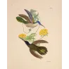 Blue-headed Sabrewing (Saepiopterus lazulus) – Original Hand-Colored Engraving by Ludwig Reichenbach, Antique Print