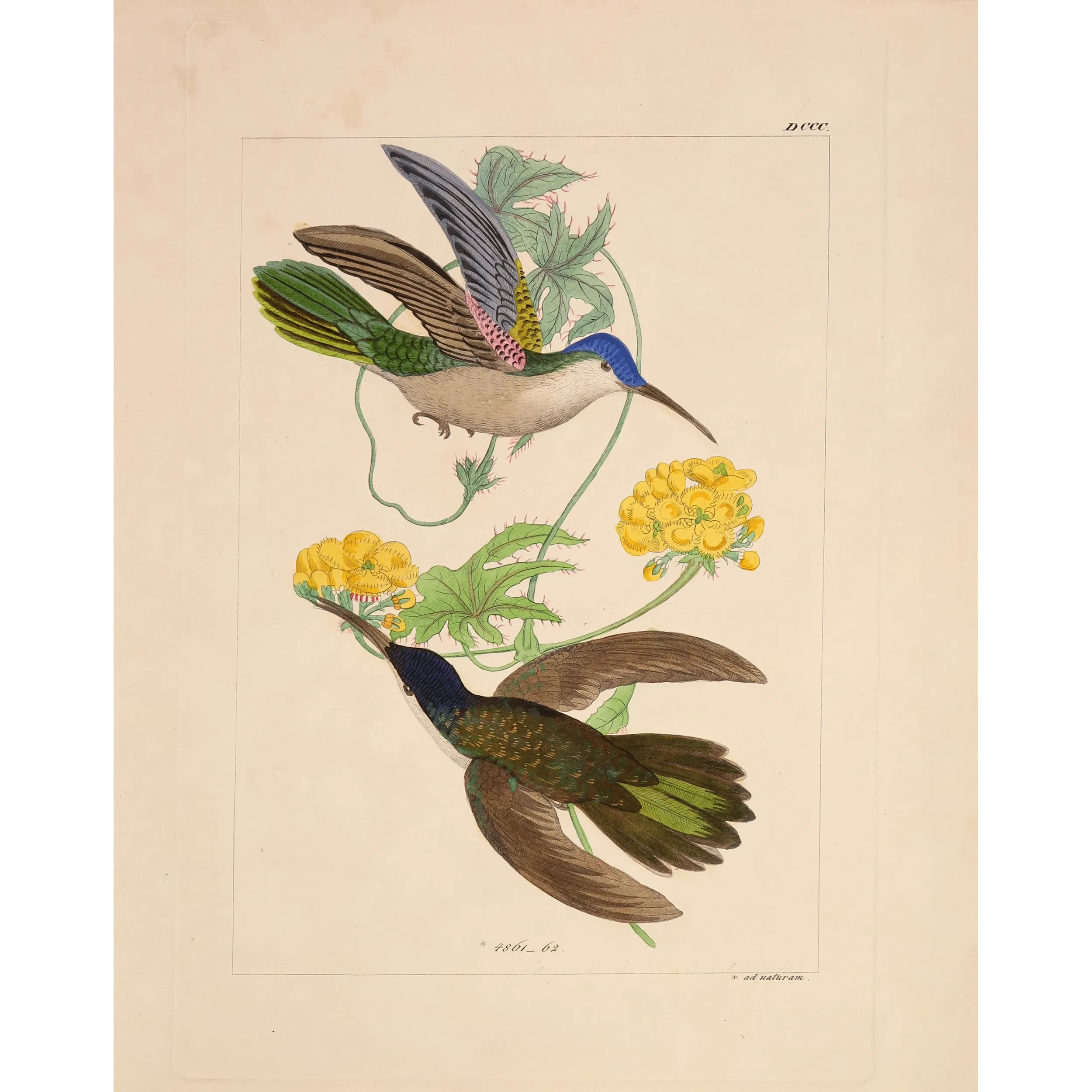 Blue-headed Sabrewing – Reichenbach Antique Hummingbird Engraving