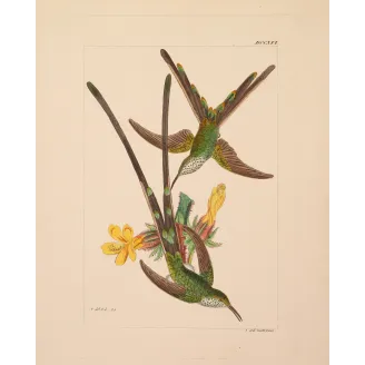 Green-tailed Trainbearer – Reichenbach Antique Hummingbird Engraving