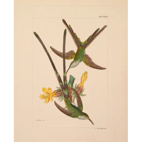 Green-tailed Trainbearer – Reichenbach Antique Hummingbird Engraving
