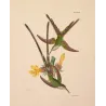 Green-tailed Trainbearer (Lesbia bifurcata).  Original Hand-Colored Engraving by Ludwig Reichenbach, Antique Print