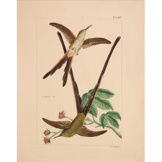 Victoria's Trainbearer – Reichenbach Antique Hummingbird Engraving