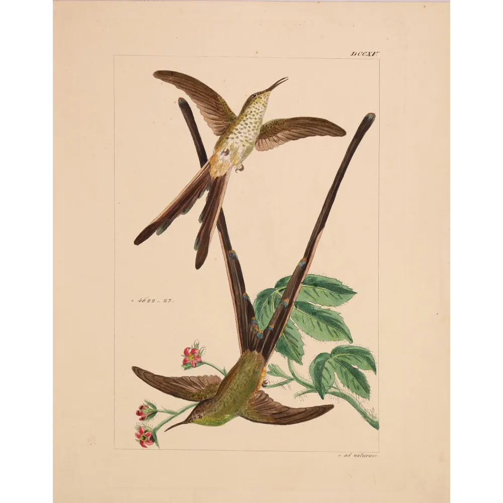Victoria's Trainbearer – Reichenbach Antique Hummingbird Engraving