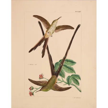 Victoria's Trainbearer – Reichenbach Antique Hummingbird Engraving