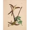 Victoria's Trainbearer (Lesbia victoriae) – Original Hand-Colored Engraving by Ludwig Reichenbach, Antique Print