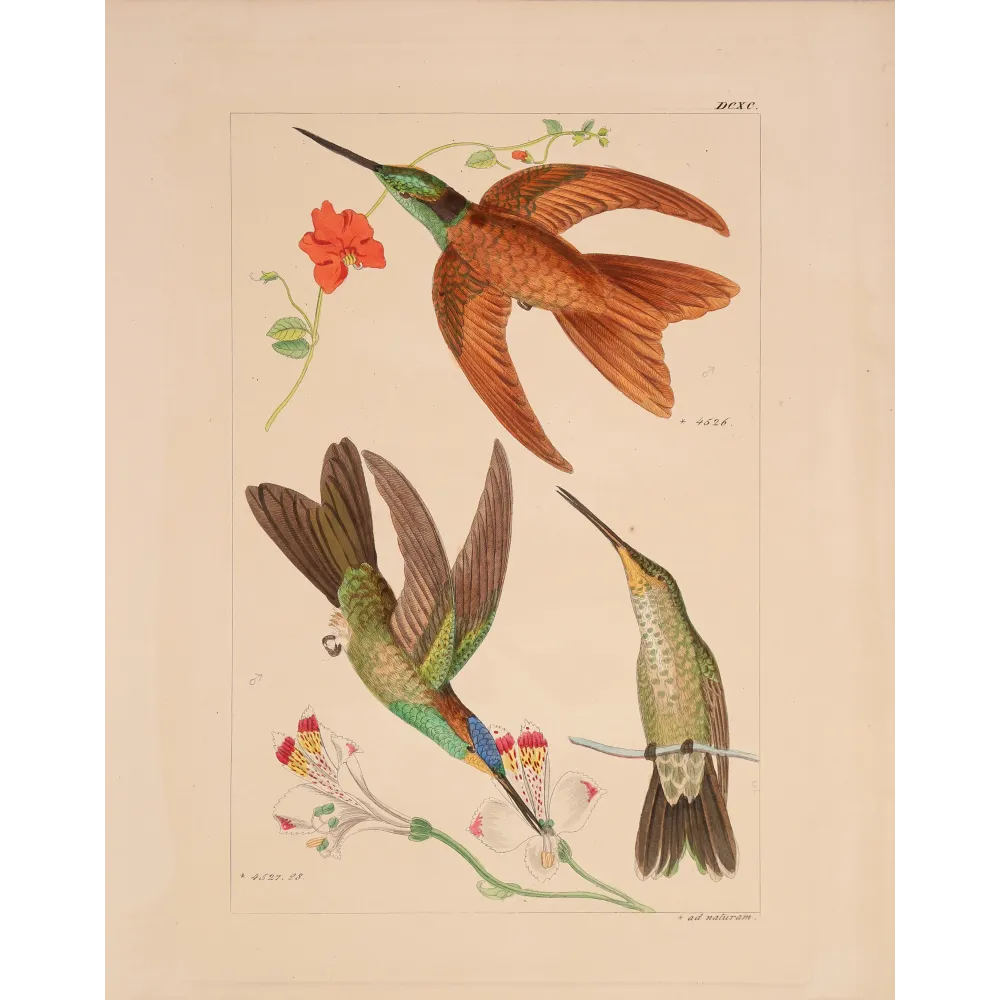 Coeligena sagittata and Warszewiczii – Reichenbach Hummingbird Engraving