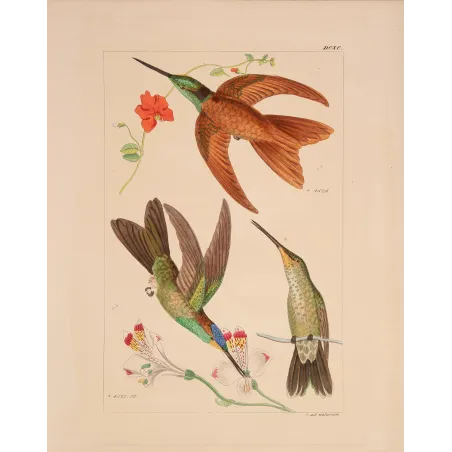 Coeligena sagittata and Warszewiczii – Reichenbach Hummingbird Engraving