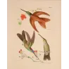 Coeligena sagittata and Warszewiczii Hummingbirds – Original Hand-Colored Engraving by Ludwig Reichenbach, Antique Print