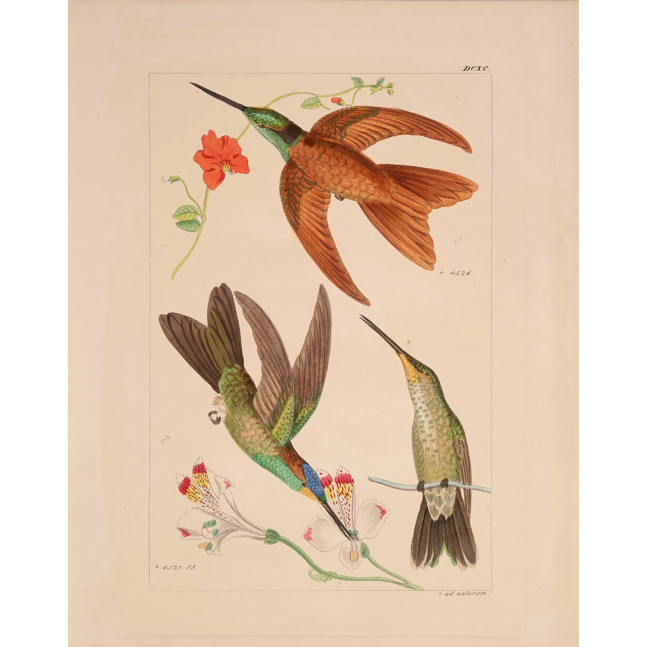 Coeligena sagittata and Warszewiczii – Reichenbach Hummingbird Engraving