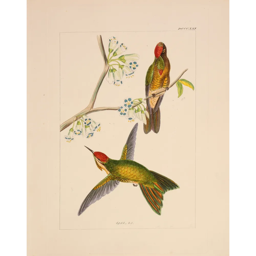 Original hand-colored engraving depicting Sylphae Hummingbirds