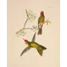 Original hand-colored engraving depicting Sylphae Hummingbirds