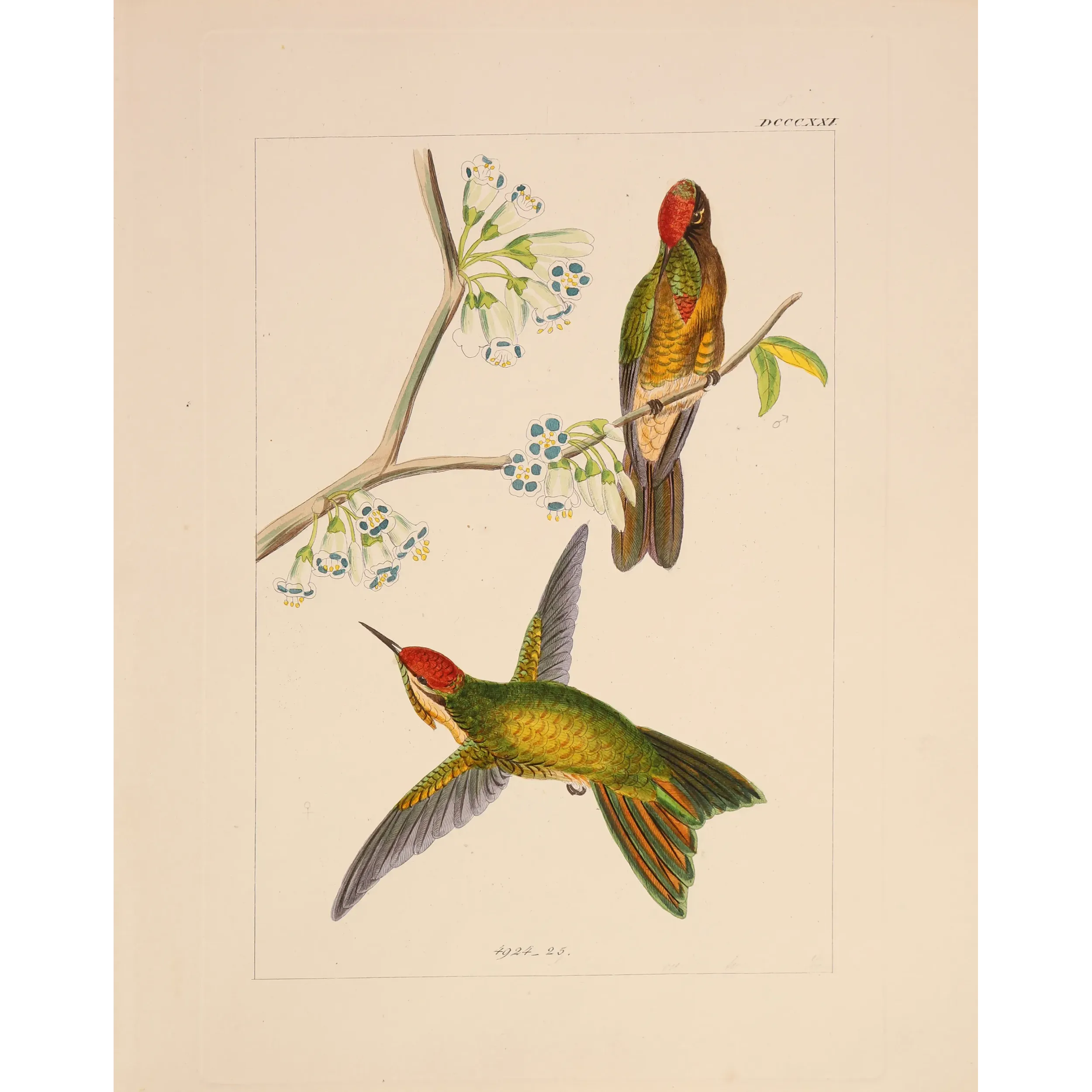 Original hand-colored engraving depicting Sylphae Hummingbirds
