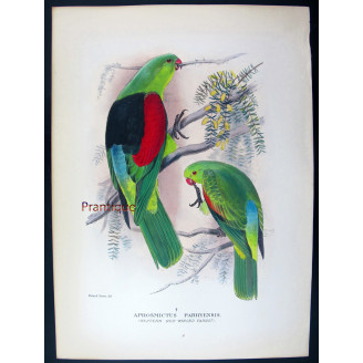 Red-winged Parrot by Roland Green – The Birds of Australia