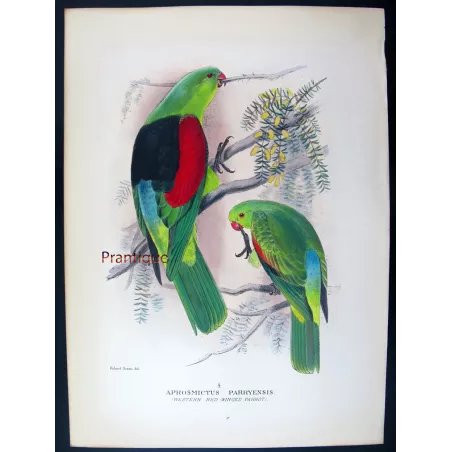 Red-winged Parrot by Roland Green – The Birds of Australia