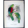 Red-winged Parrot (*Aprosmictus erythropterus*) – Original lithograph by Green, Mathews (1910–27)