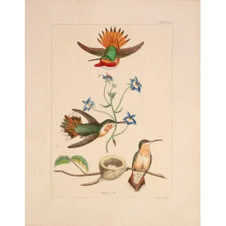 The Hummingbird's Nest | Original Reichenbach Hummingbird Engraving (1855–1860)
