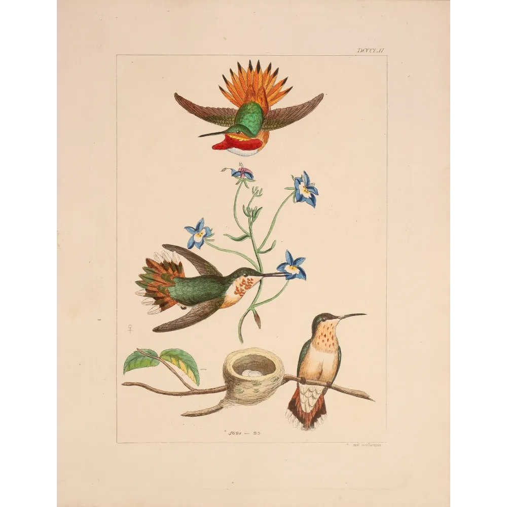 The Hummingbird's Nest | Original Reichenbach Hummingbird Engraving (1855–1860)